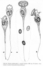 Ptygura pedunculata