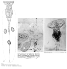 Ptygura pedunculata