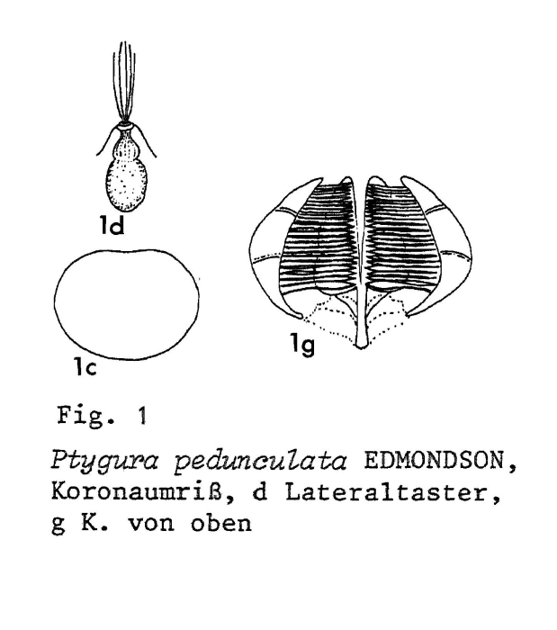 Ptygura pedunculata Ptygura pedunculata