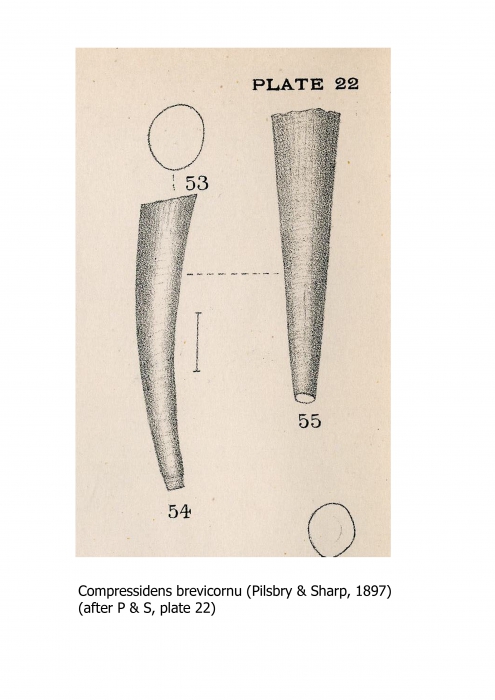 Compressidens brevicornu (Pilsbry & Sharp, 1897)