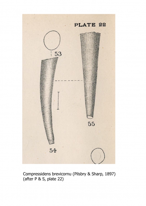 Compressidens brevicornu (Pilsbry & Sharp, 1897) Compressidens brevicornu (Pilsbry & Sharp, 1897)