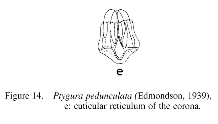 Ptygura pedunculata Ptygura pedunculata