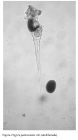Ptygura pedunculata