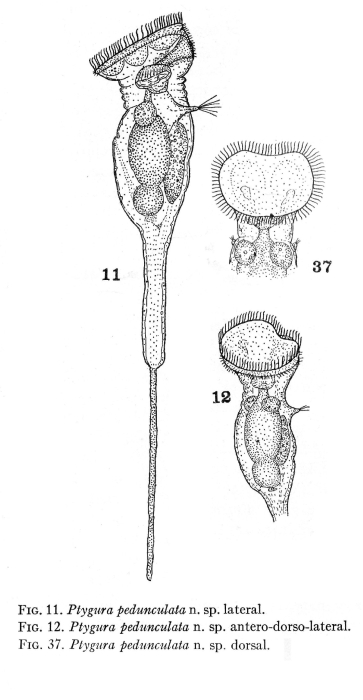Ptygura pedunculata - Original description image