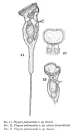Ptygura pedunculata