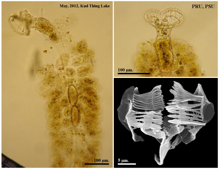 Ptygura pilula