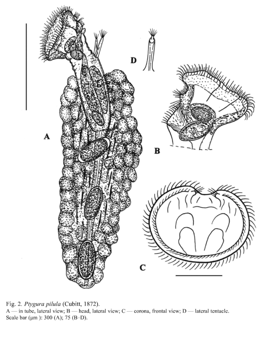 Ptygura pilula Ptygura pilula