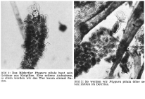 Ptygura pilula