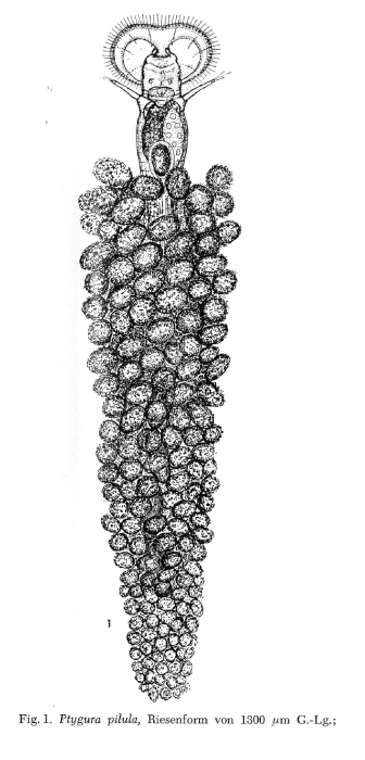 Ptygura pilula