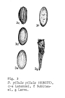 Ptygura pilula