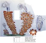 Ptygura pilula