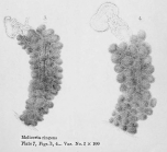 Ptygura pilula