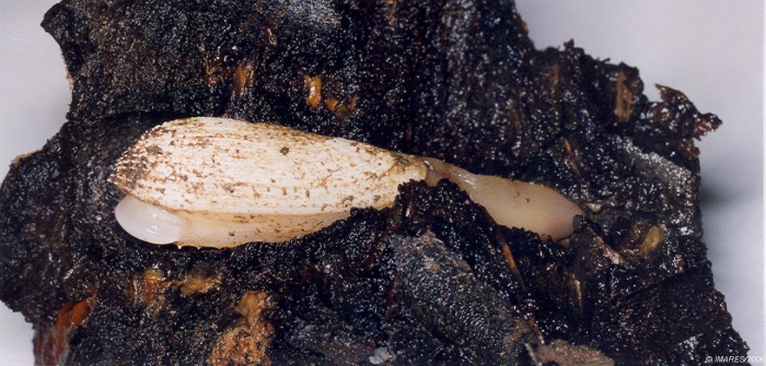 Barnea candida (Linnaeus, 1758) Barnea candida (Linnaeus, 1758)