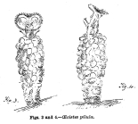 Ptygura pilula