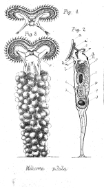 Ptygura pilula - Original description image