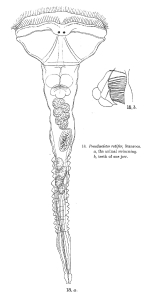 Ptygura rotifer