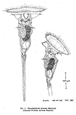 Ptygura rotifer