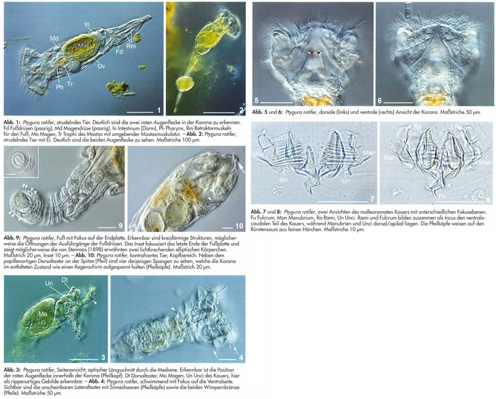 Ptygura rotifer Ptygura rotifer
