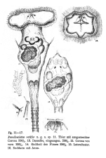Ptygura rotifer