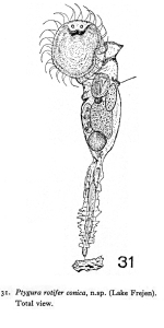 Ptygura rotifer var. conica - Original description image