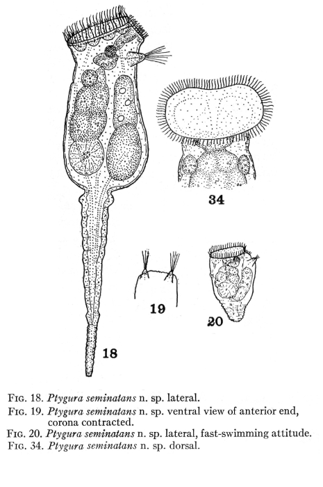 Ptygura seminatans - Original description image