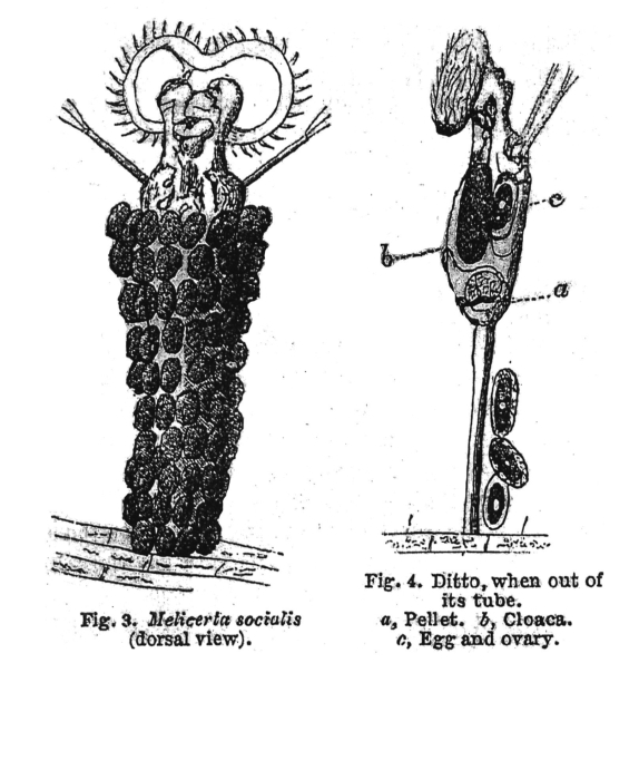 Ptygura socialis - Original description image