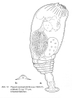 Ptygura spongicola