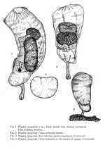 Ptygura spongicola - Original description image