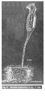 Ptygura stephanion - Original description image