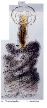 Ptygura stygis - Original description image