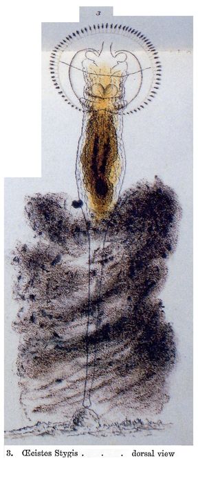 Ptygura stygis - Original description image