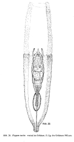 Ptygura tacita