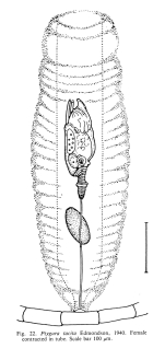 Ptygura tacita