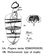Ptygura tacita