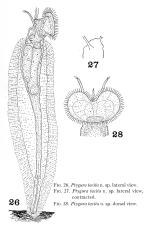Ptygura tacita