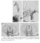 Ptygura thalenoiensis