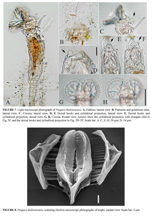 Ptygura thalenoiensis Ptygura thalenoiensis