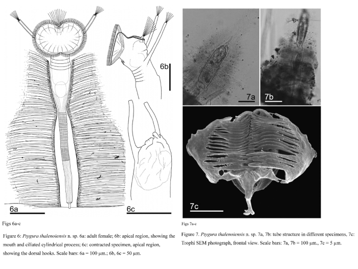 Ptygura thalenoiensis - Original description image