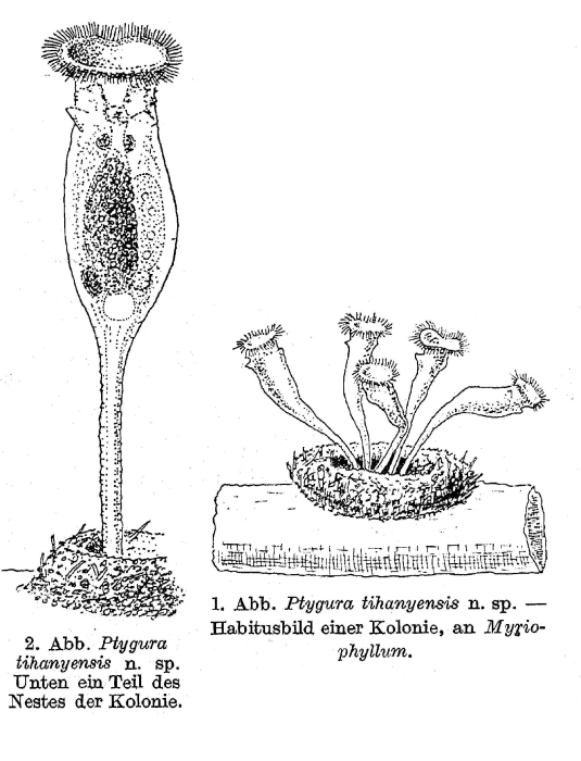 Ptygura tihanyensis - Original description image