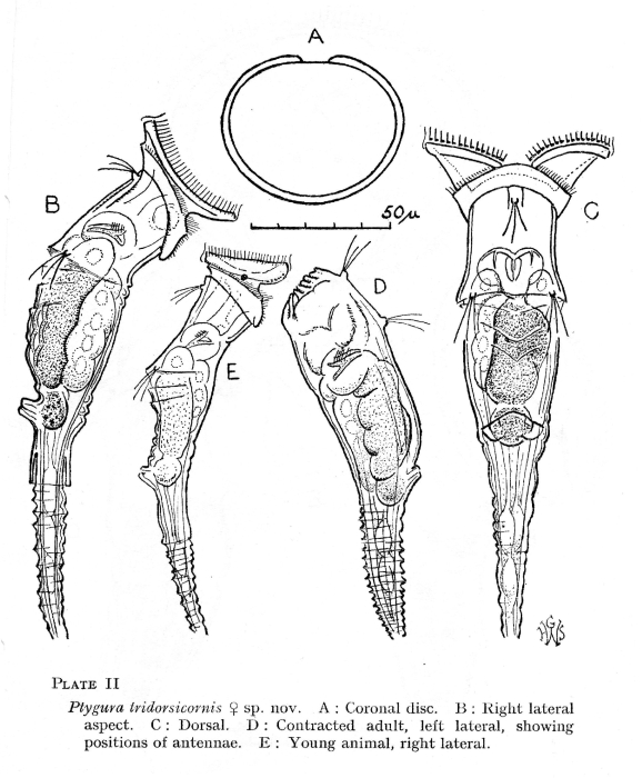 Ptygura tridorsicornis - Original description image