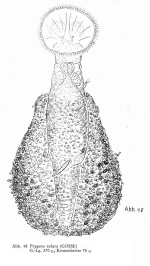 Ptygura velata