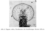 Ptygura velata