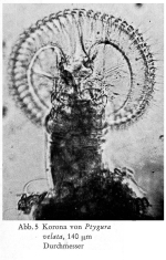 Ptygura velata