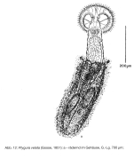 Ptygura velata