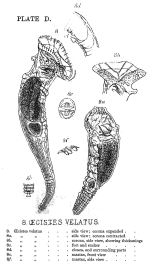 Ptygura velata