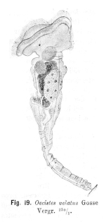 Ptygura velata