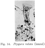 Ptygura velata