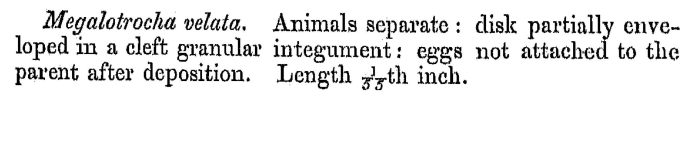 Ptygura velata - Original description image