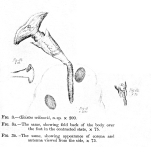 Ptygura wilsonii - Original description image