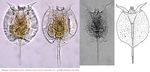 Pulchritia dorsicornuta